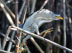 Little Bittern