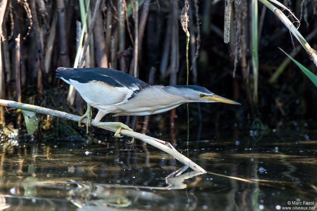 Little Bittern male adult breeding, identification, Behaviour