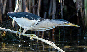 Little Bittern