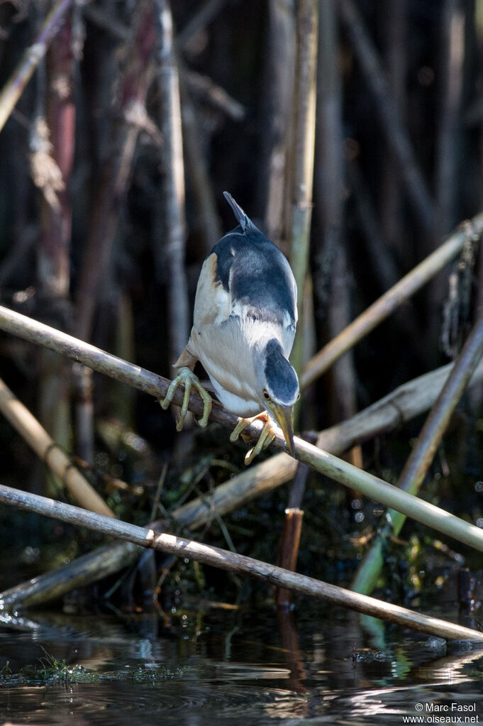 Little Bittern male, identification, feeding habits, Behaviour