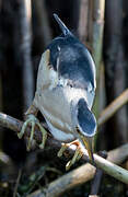 Little Bittern