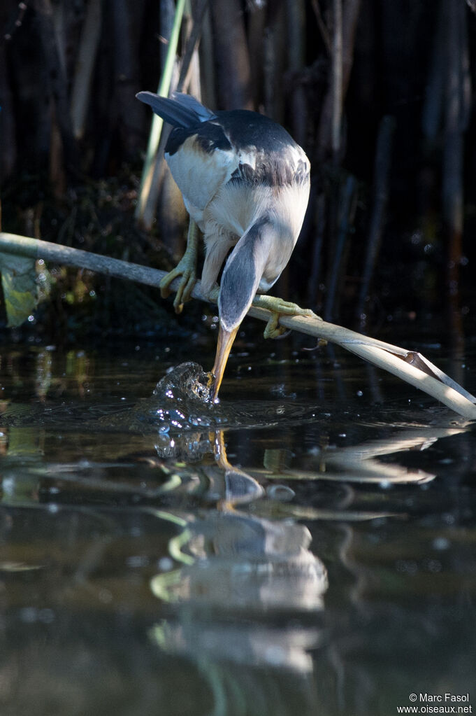 Little Bittern male adult breeding, identification, feeding habits, Behaviour