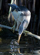 Little Bittern