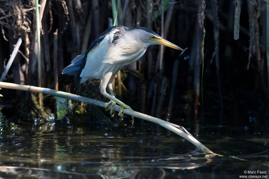 Little Bittern male adult breeding, identification, feeding habits, Behaviour