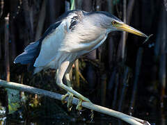 Little Bittern