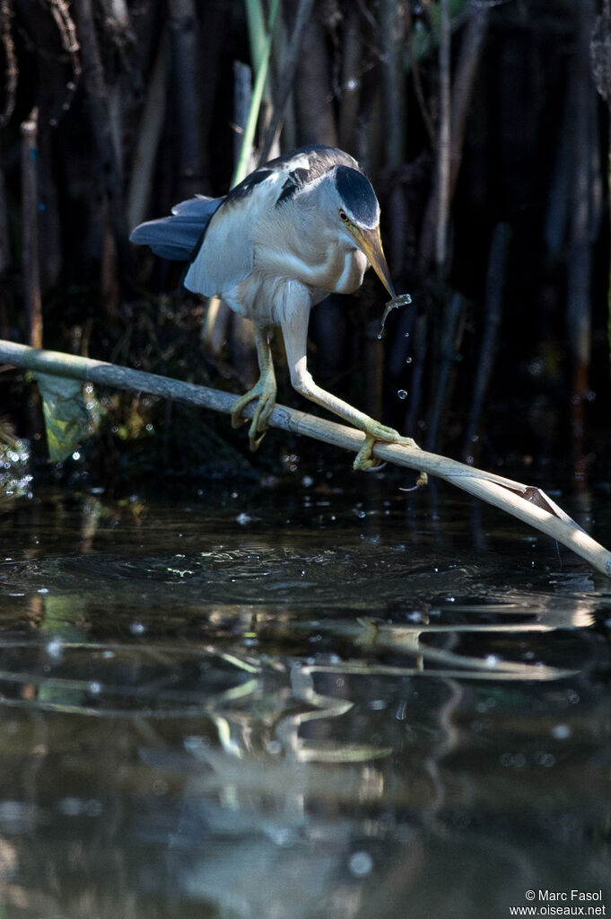 Little Bittern male adult breeding, identification, feeding habits, Behaviour