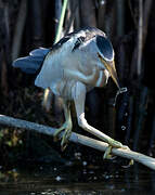 Little Bittern