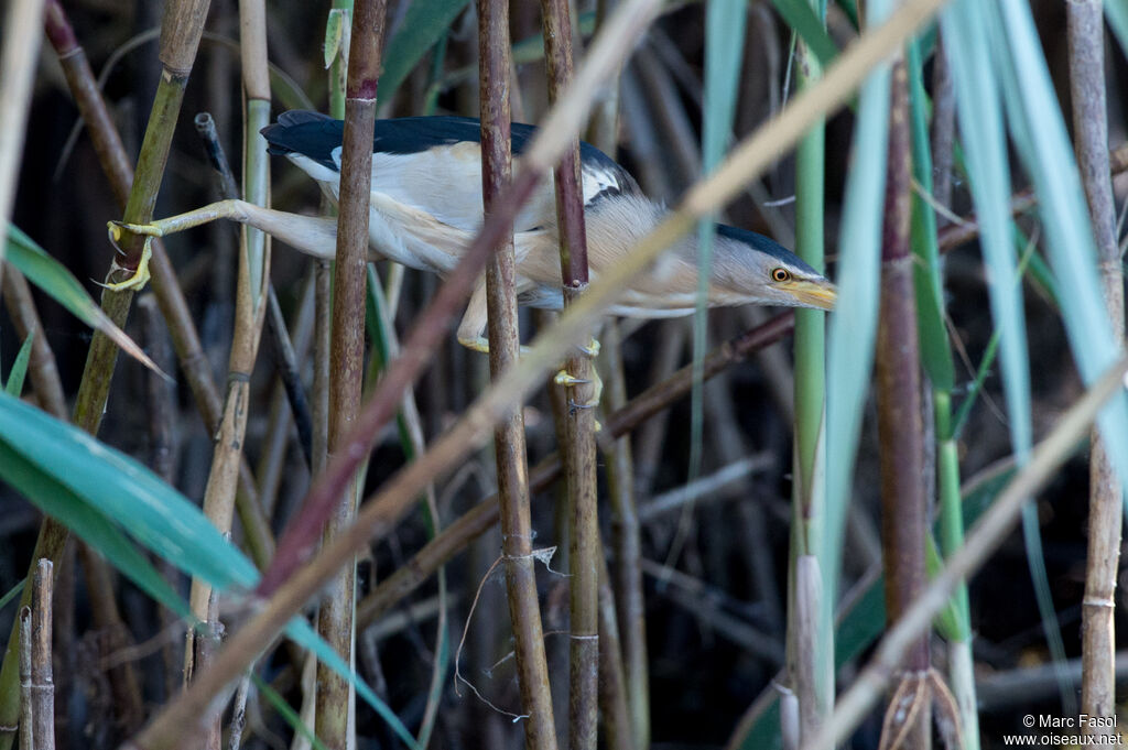 Little Bittern male adult breeding, identification, Behaviour