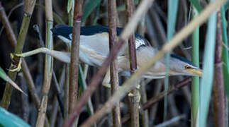 Little Bittern