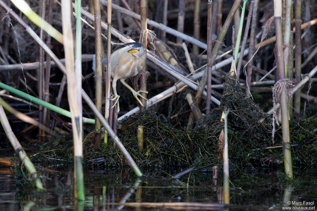 Little Bittern male adult breeding, identification, Behaviour