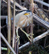 Little Bittern