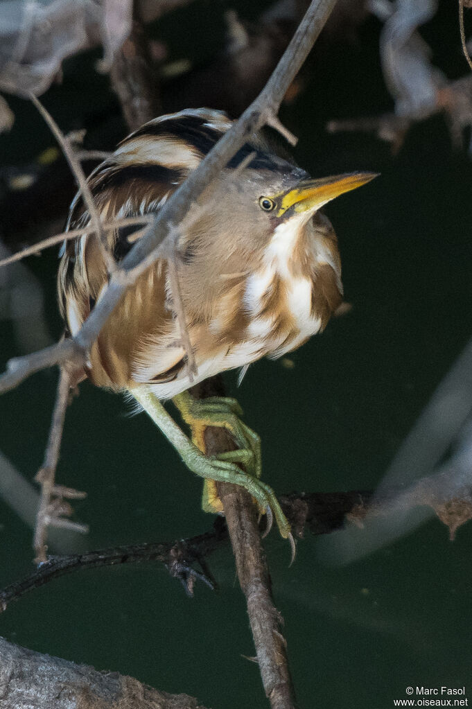 Blongios variéadulte, identification, camouflage