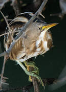 Stripe-backed Bittern