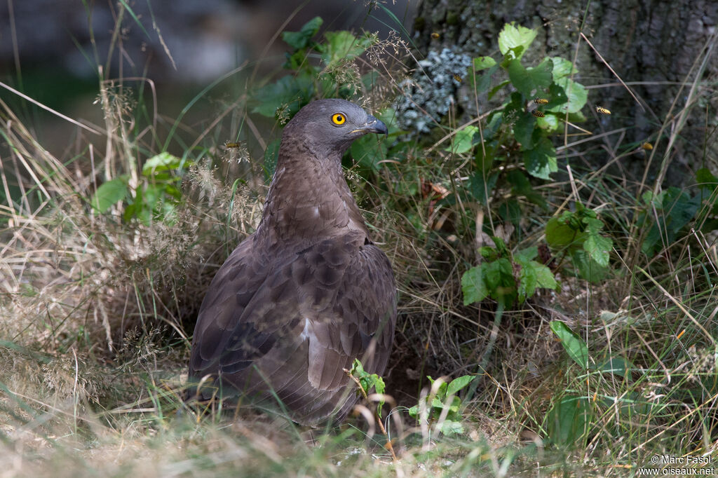 European Honey Buzzard male adult, close-up portrait, feeding habits