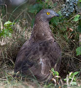 European Honey Buzzard