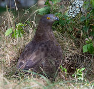 European Honey Buzzard