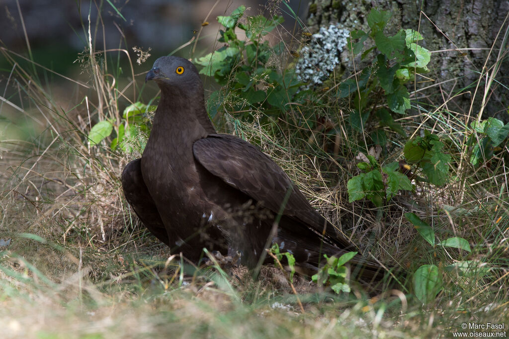 European Honey Buzzard male adult, identification