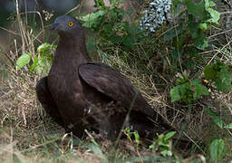 European Honey Buzzard