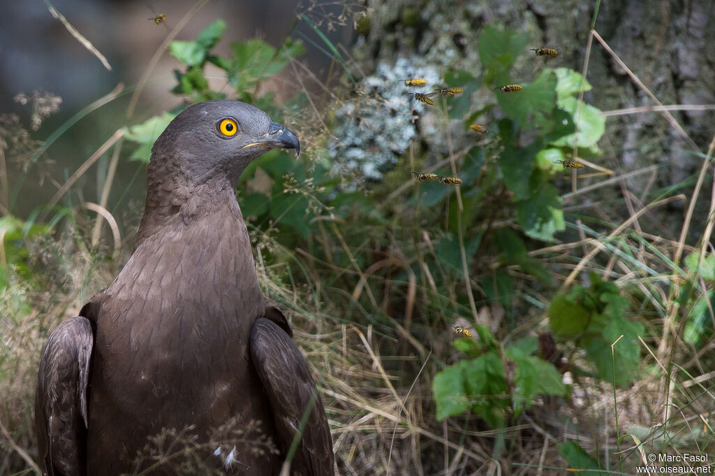 European Honey Buzzard male adult, close-up portrait, feeding habits