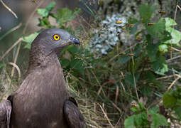 European Honey Buzzard