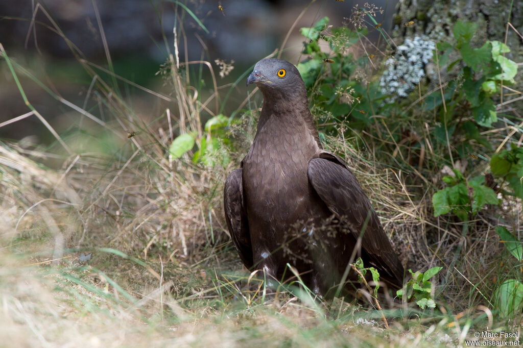 European Honey Buzzard male adult, identification, feeding habits