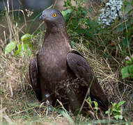 European Honey Buzzard