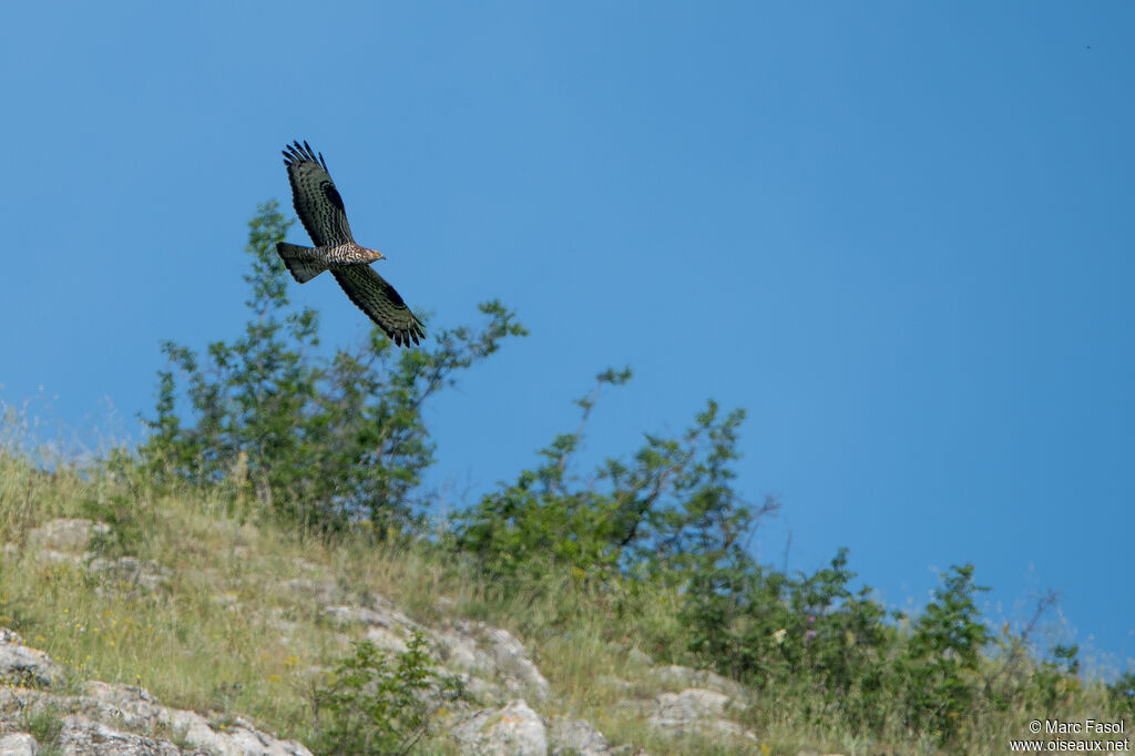 European Honey Buzzardadult, Flight