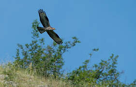 European Honey Buzzard