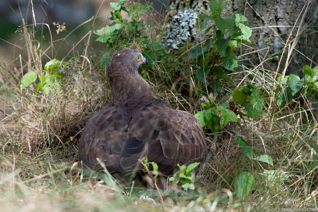 European Honey Buzzard male adult, feeding habits