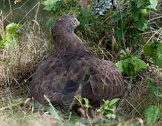 European Honey Buzzard