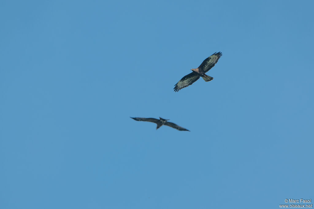 European Honey Buzzard, Flight