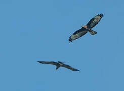 European Honey Buzzard