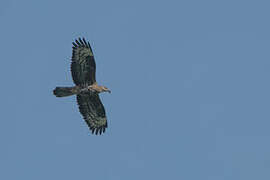 European Honey Buzzard