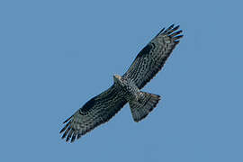 European Honey Buzzard