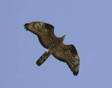 European Honey Buzzard