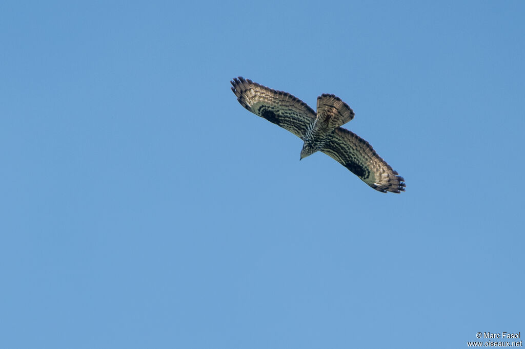 European Honey Buzzardadult, Flight