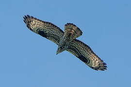 European Honey Buzzard