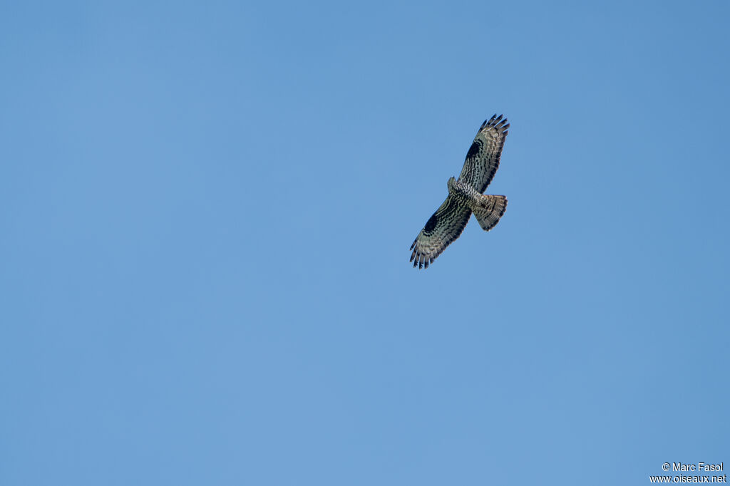 European Honey Buzzardadult, Flight