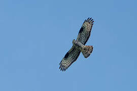 European Honey Buzzard