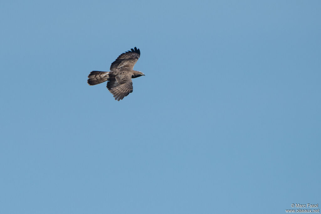 European Honey Buzzardadult, Flight