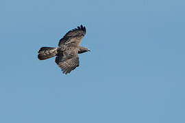 European Honey Buzzard