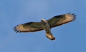 European Honey Buzzard