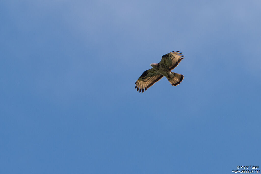 European Honey Buzzardadult, Flight