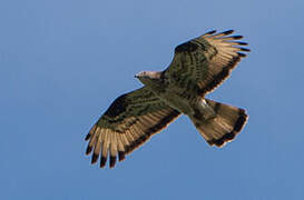 European Honey Buzzard