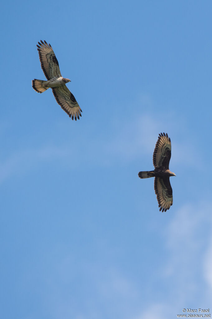 European Honey Buzzardadult breeding, Flight