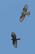 European Honey Buzzard