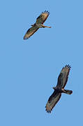 European Honey Buzzard