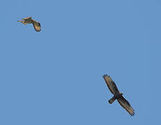 European Honey Buzzard