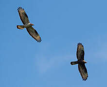 European Honey Buzzard