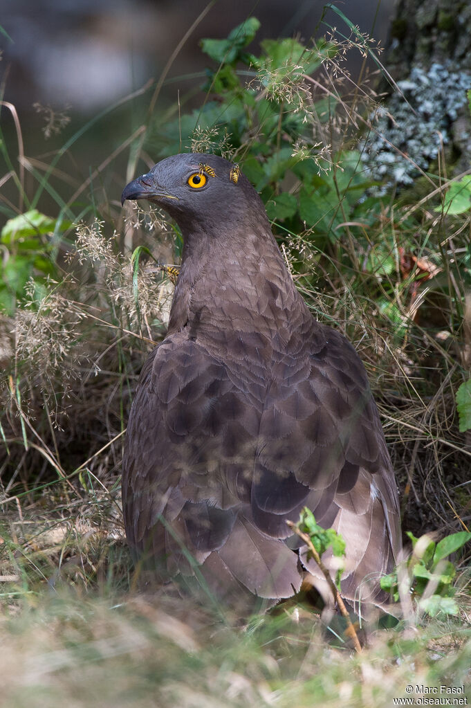 European Honey Buzzard male adult, close-up portrait, feeding habits, eats